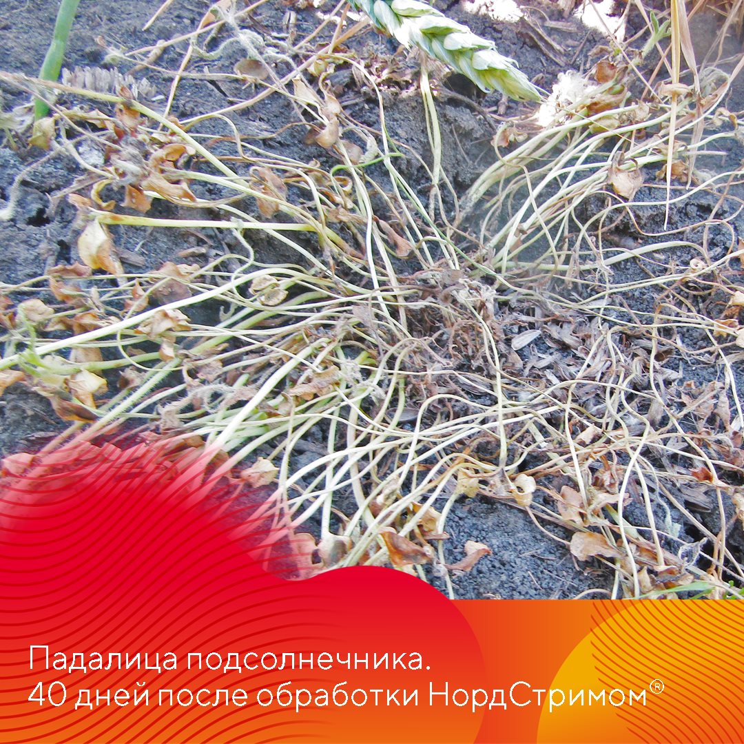 Пост 15.05.2025