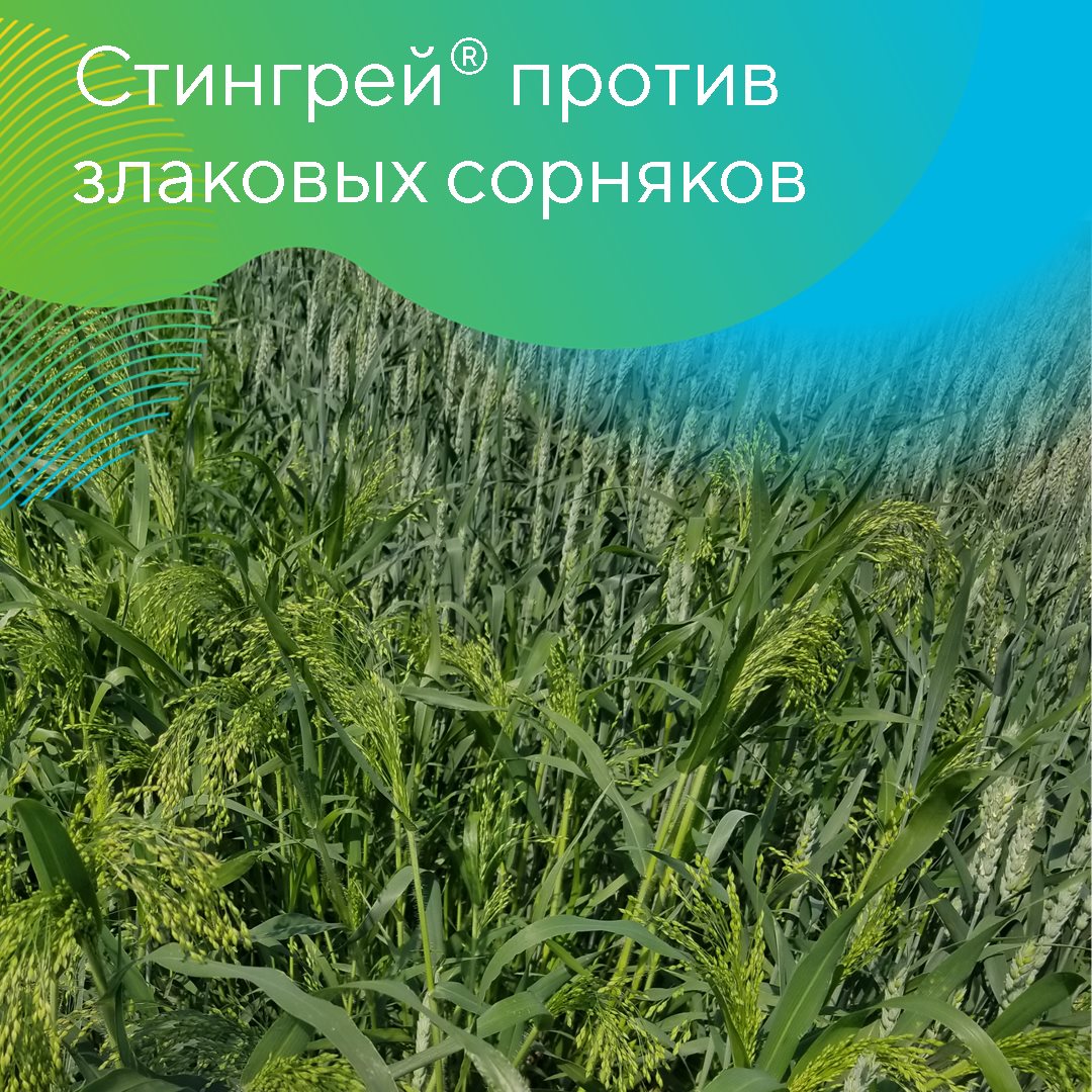 Стингрей® 17.05