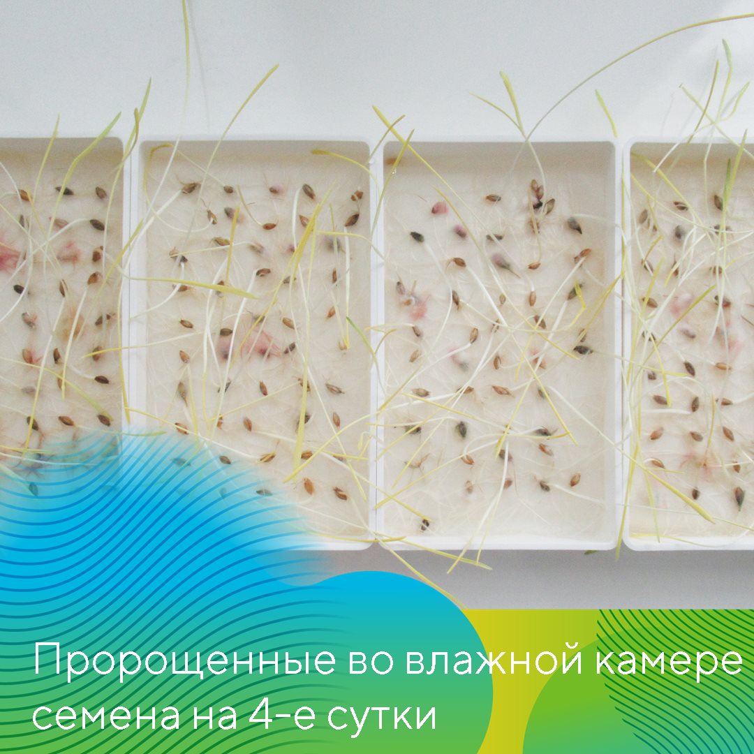 Пост 13.03.2025