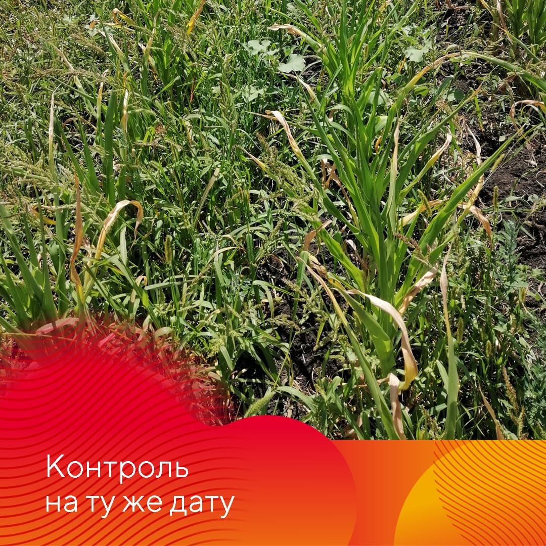 Фултайм® – новый трехкомпонентный гербицид для защиты кукурузы
