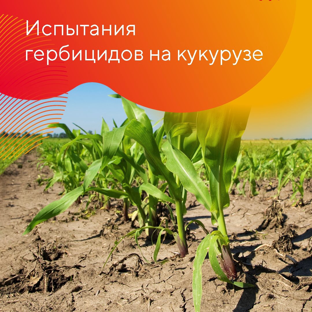 Испытание гербицидов на кукурузе