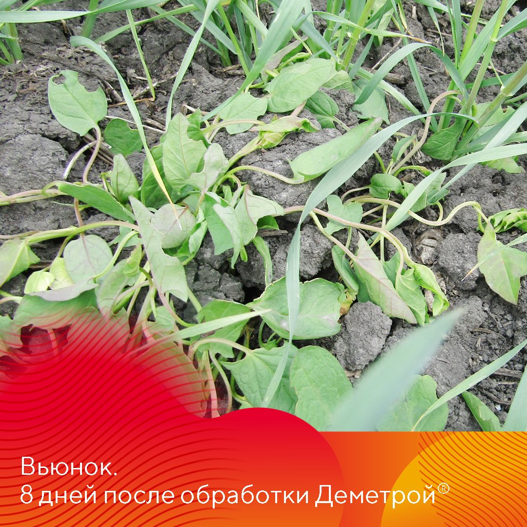 Пост 15.05.2025