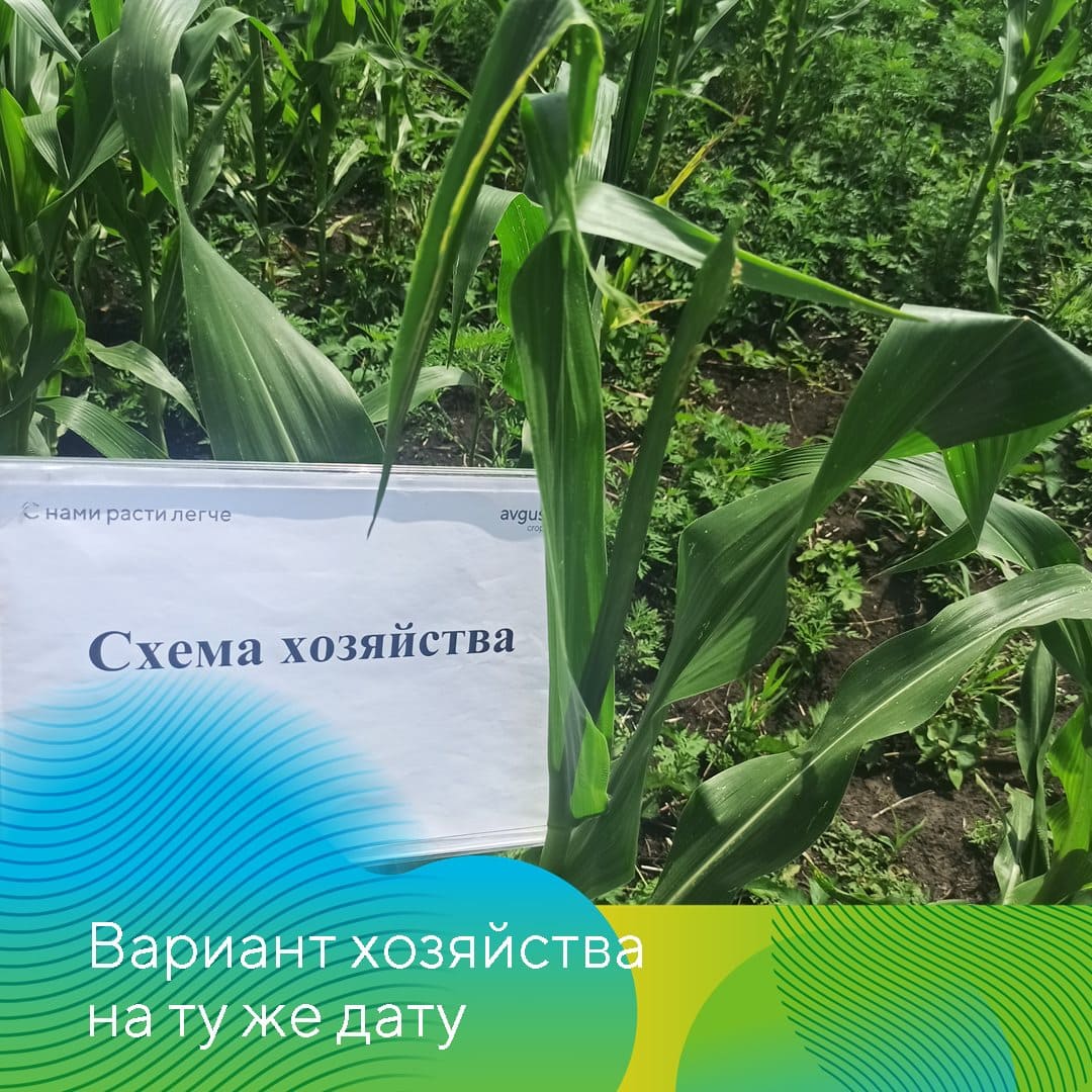 Совместные опыты на полях кукурузы 2023