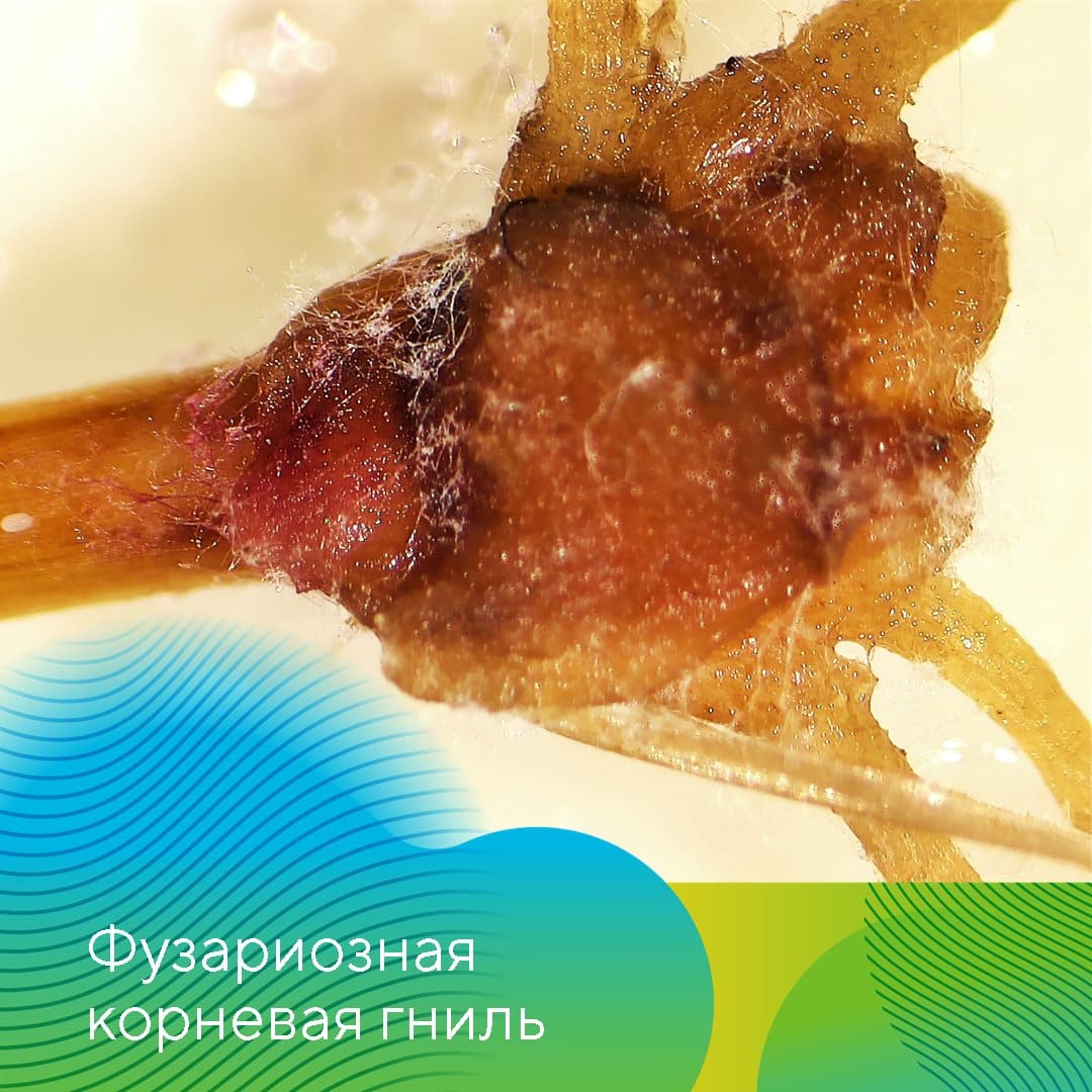 «АгроЛаборатория-Ливны» компании «Август» Татьяна Леденёва 2022