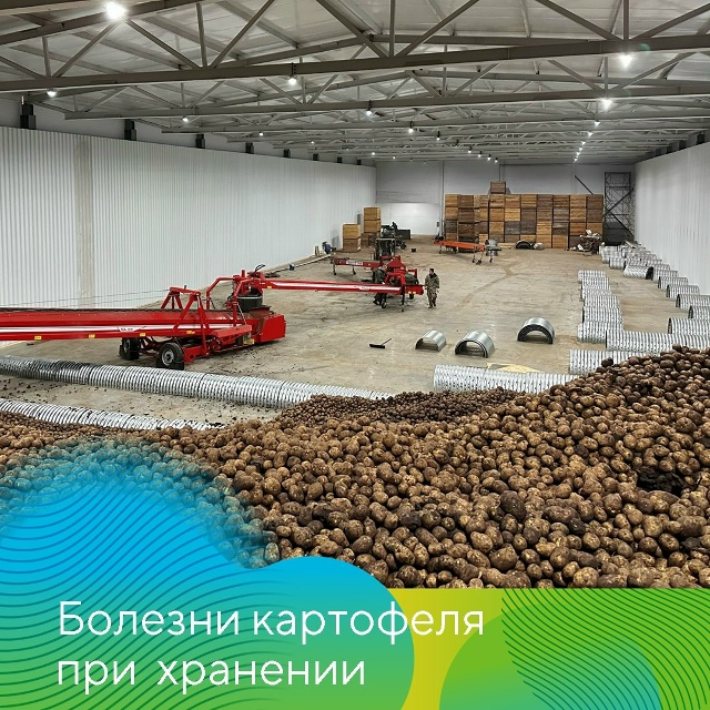Болезни картофеля при хранении