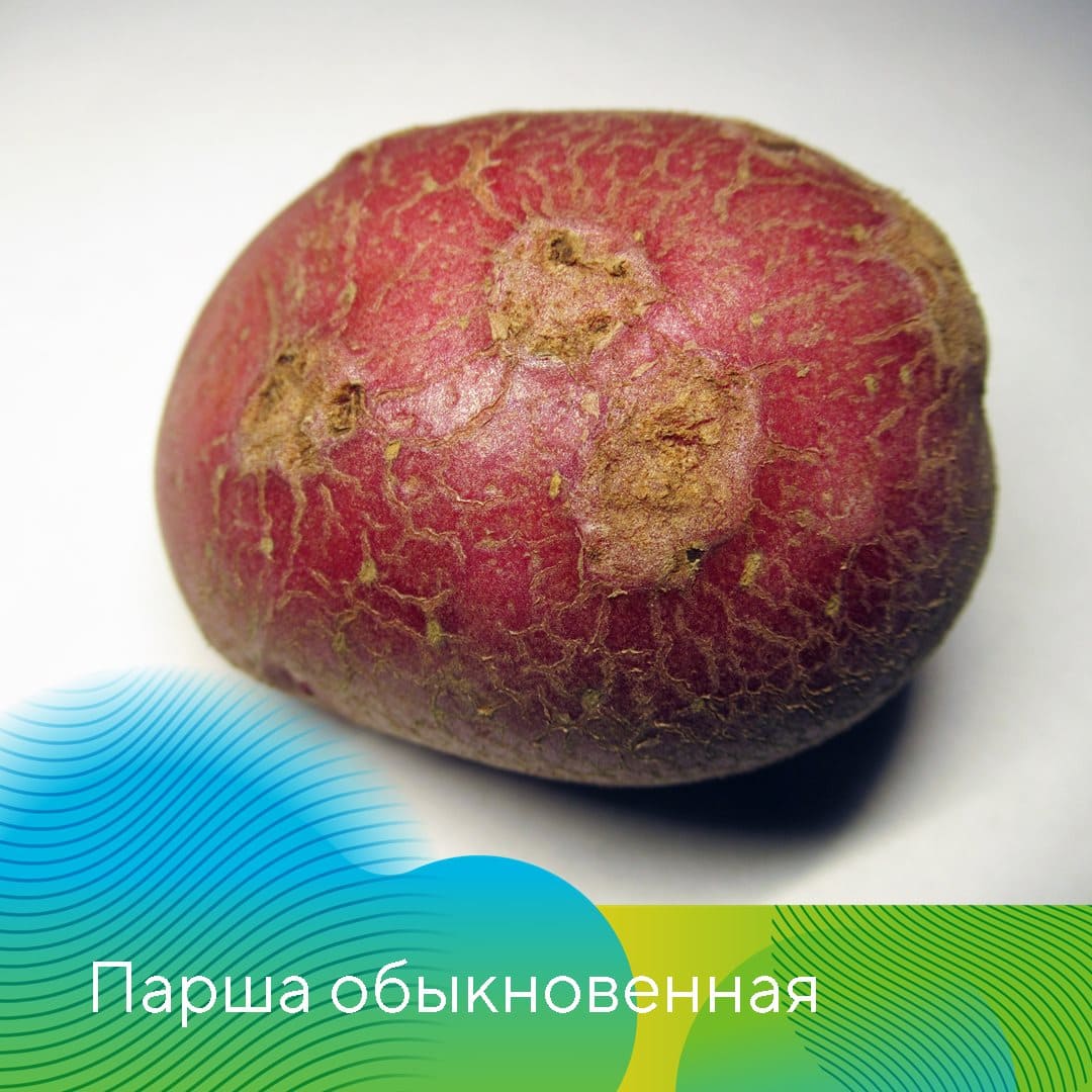 Проведение клубневого анализа картофеля