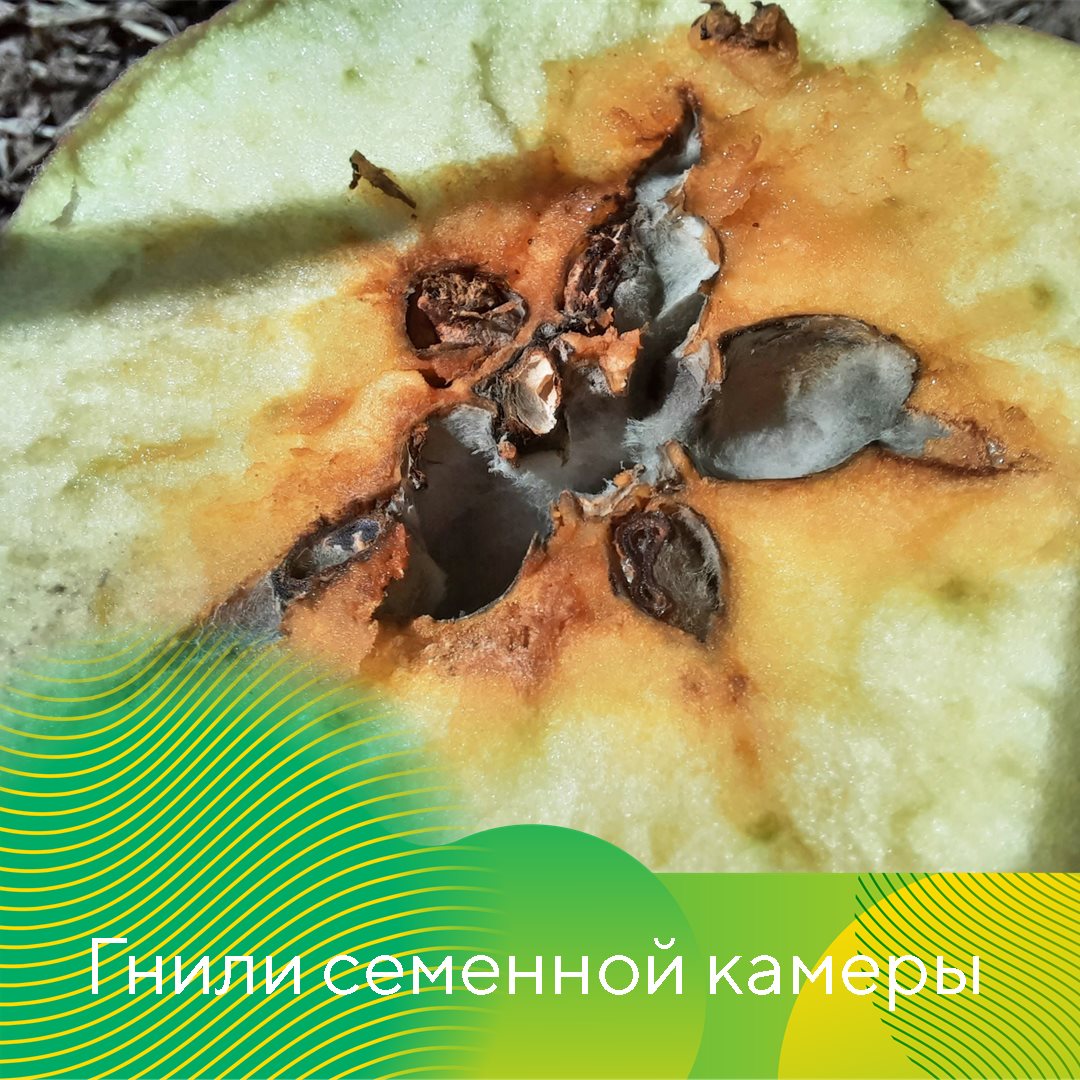 Гнили плодов при хранении июль 2023