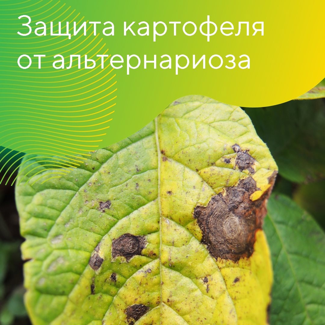 Альтернариоз картофеля вызывает несовершенный гриб Alternaria solani