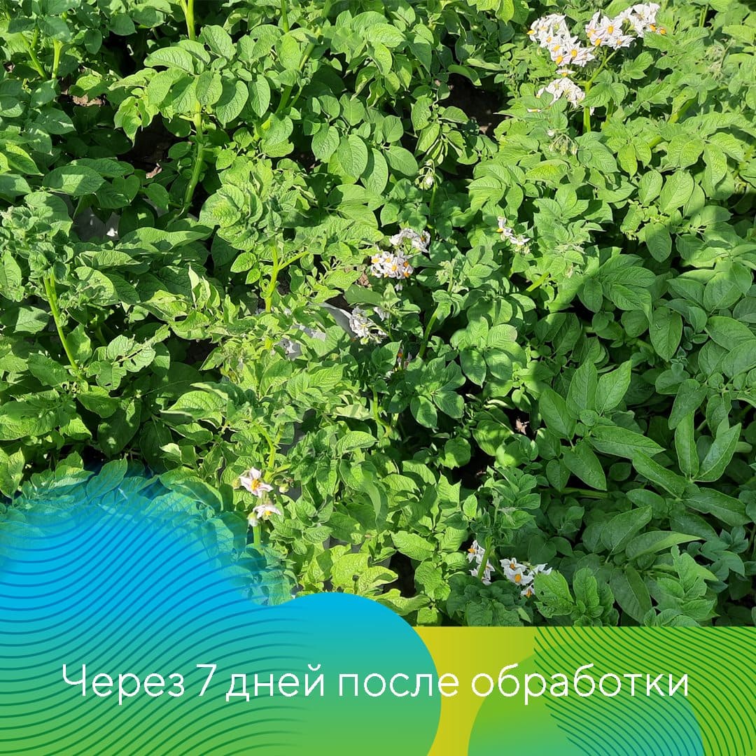 Инсектицид Скутум® против колорадского жука на картофеле сорта Сильвана