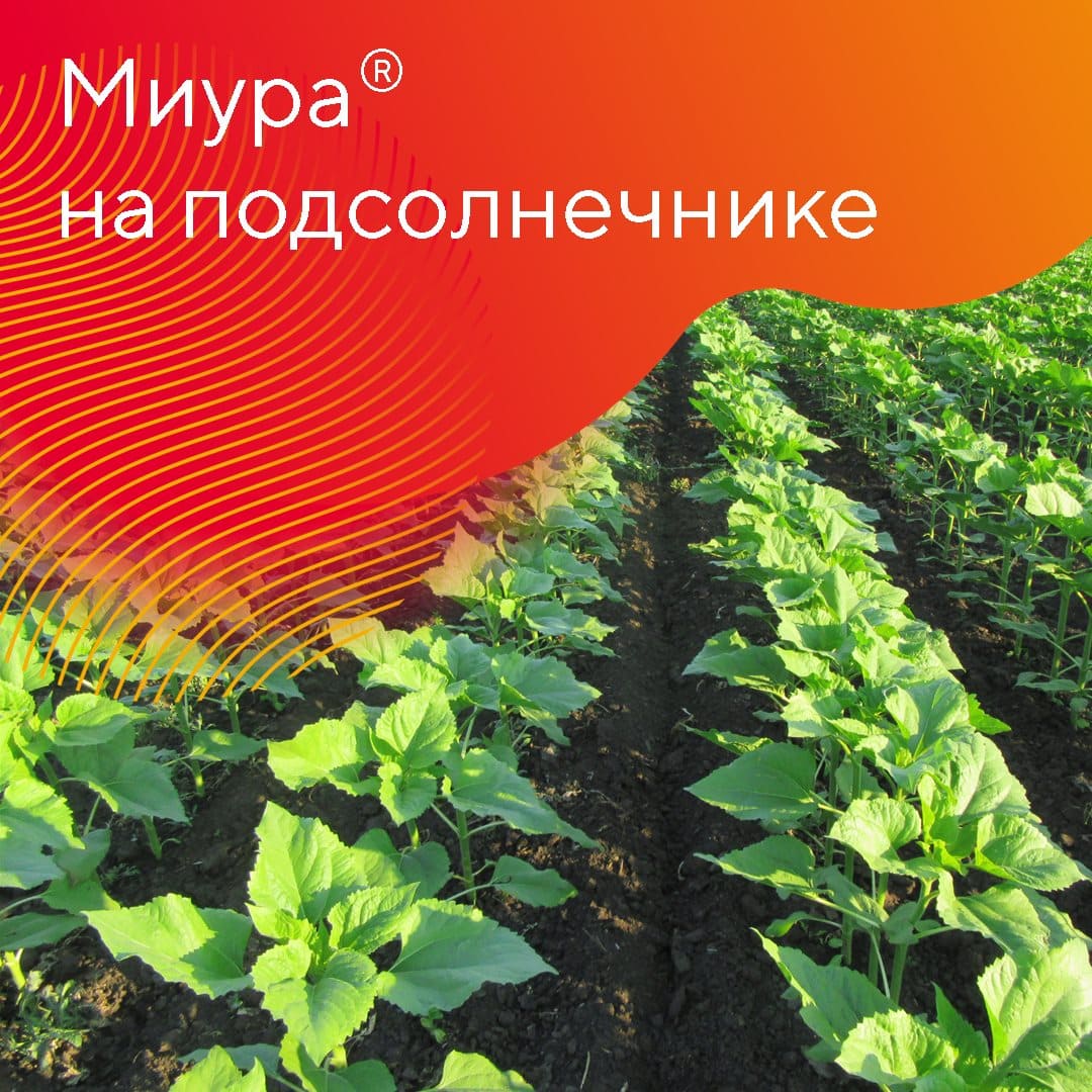 об опыте применения гербицида Миура® май 2023