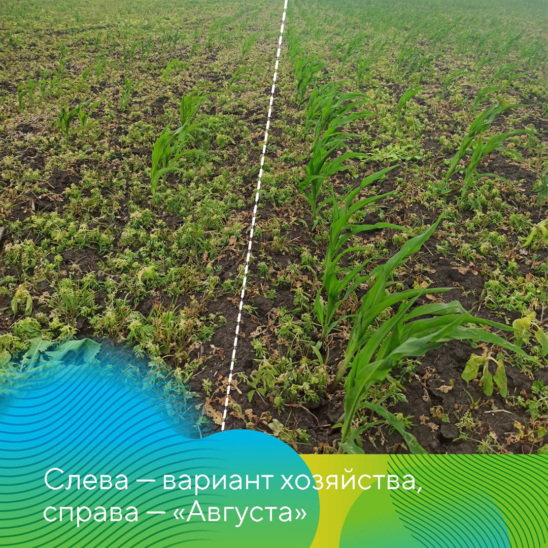 Совместные опыты на полях кукурузы 2023