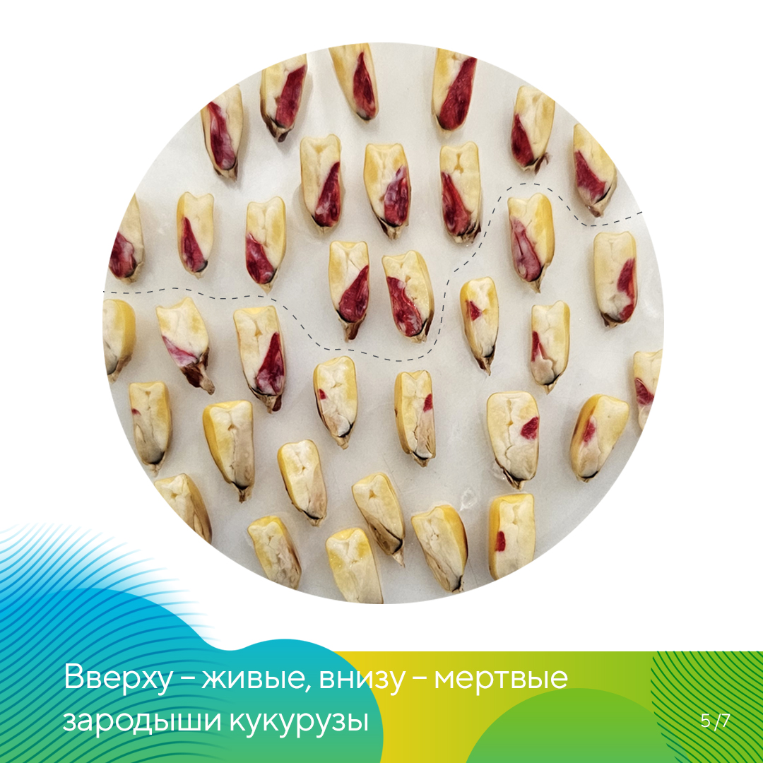  в агролаборатории «Августа» 2023