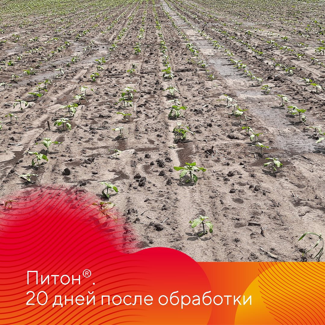 Зарегистрирован новый гербицид Питон