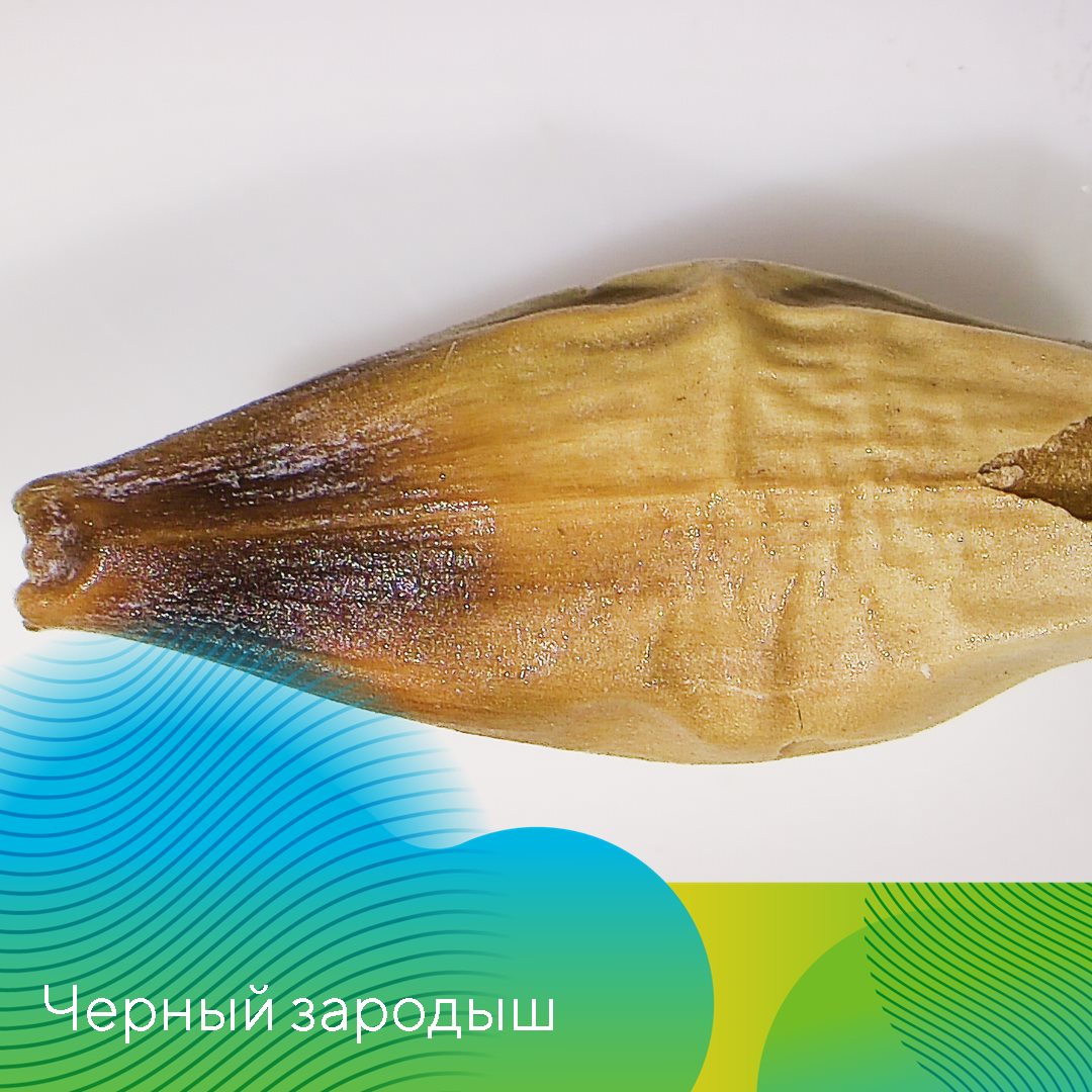 Пост 13.03.2025