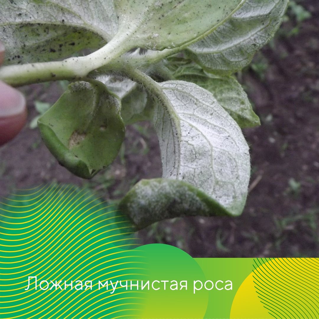 Контроль болезней подсолнечника