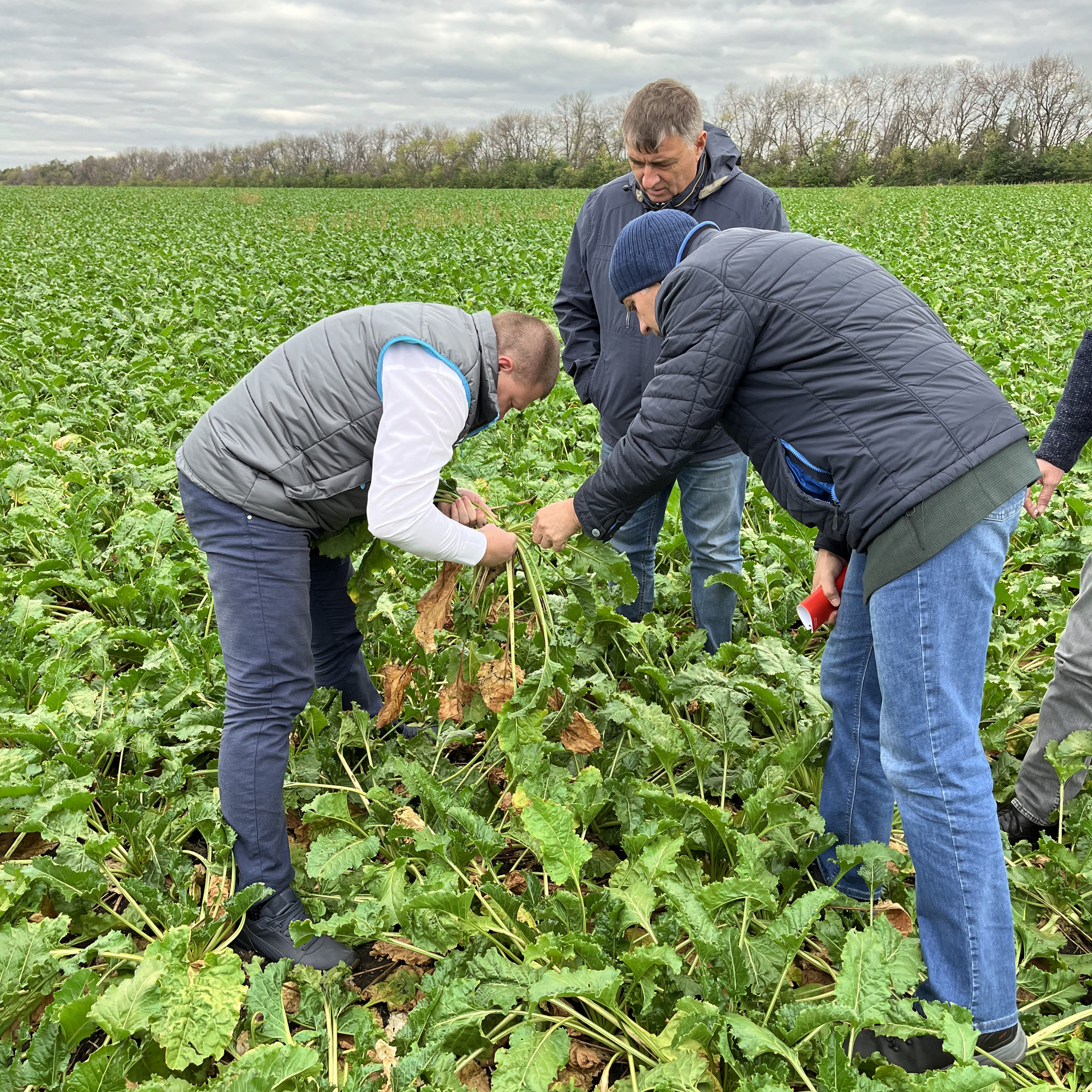 Поля сахарной свеклы ГК «Русагро» в Орловской и Белгородской областях