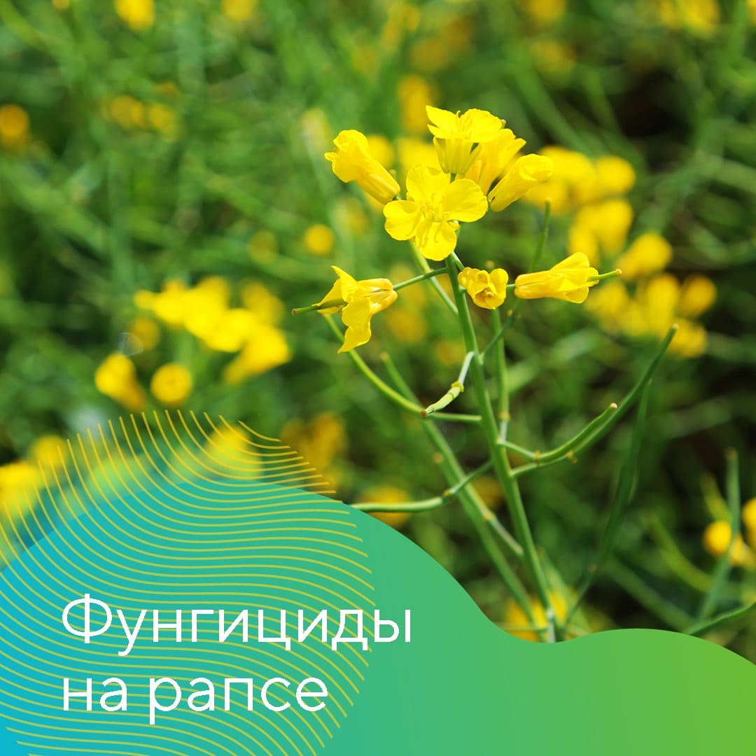 Фунгициды на рапсе май 2023
