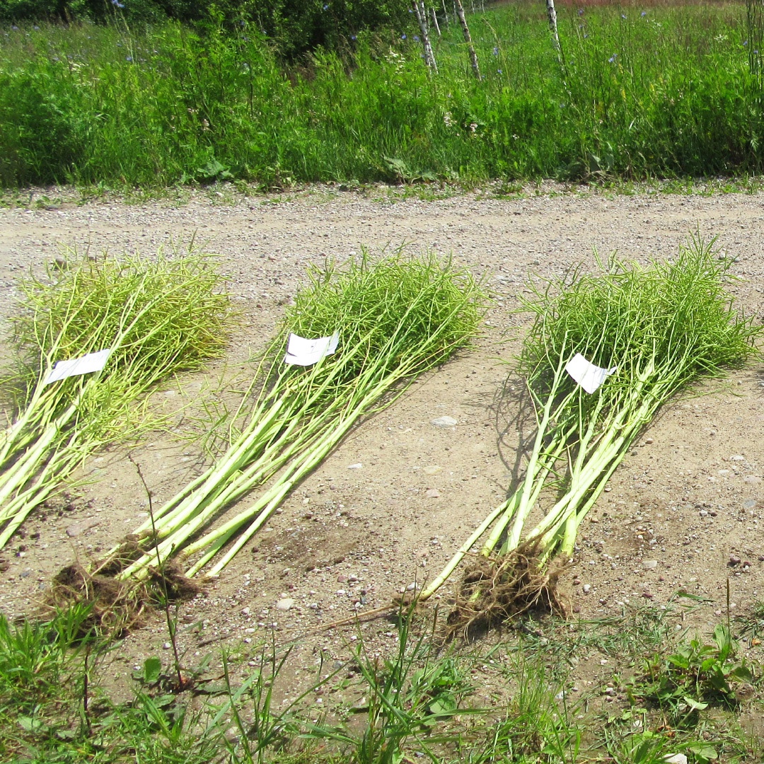 Для чего нужны регуляторы роста на рапсе весной