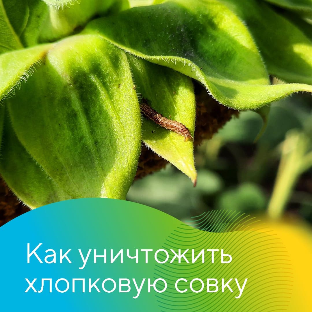 В борьбе с хлопковой совкой 01.23