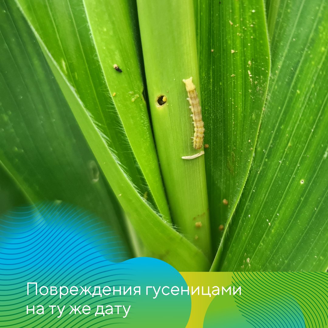 Стилет® июль 24