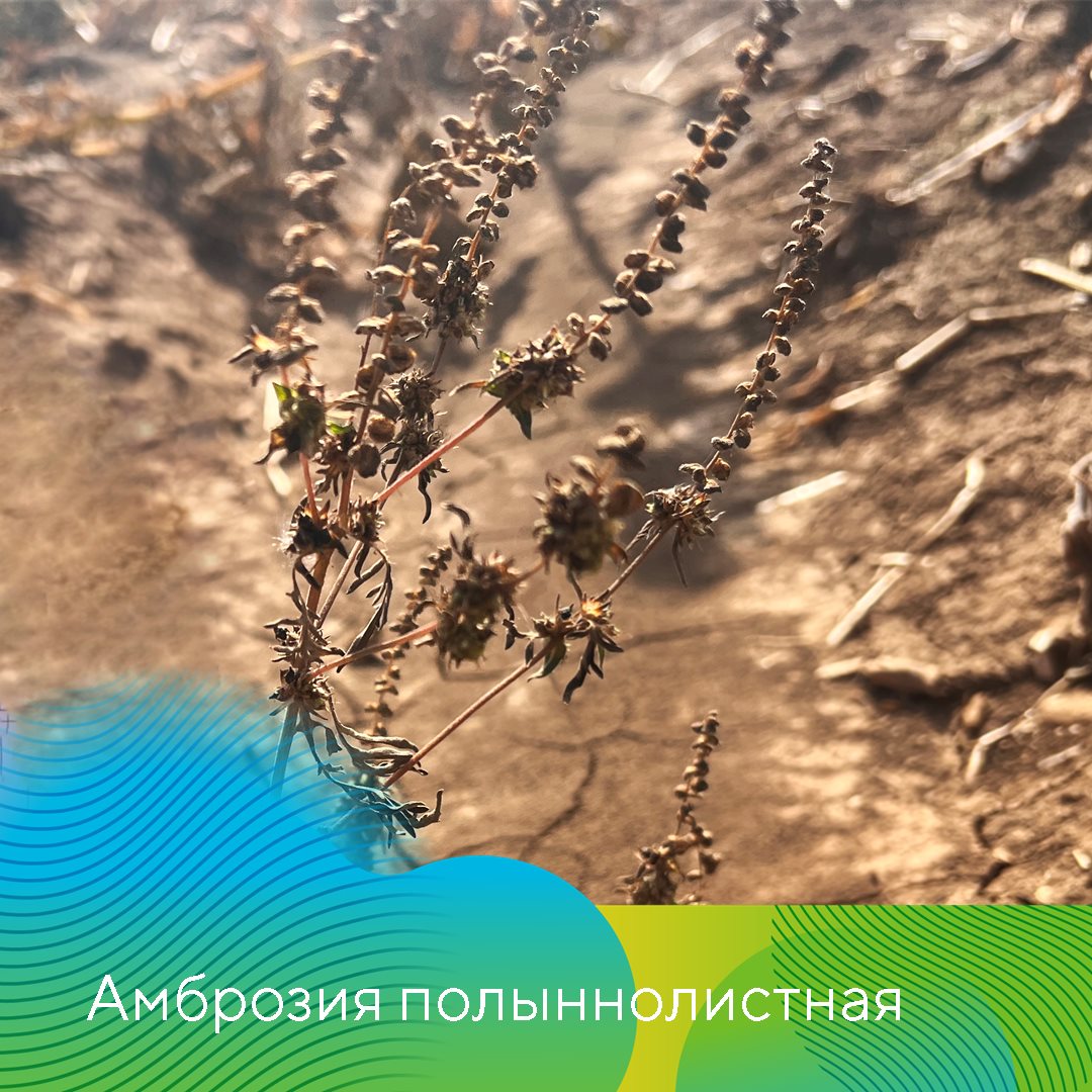 Пост 21.11.2024
