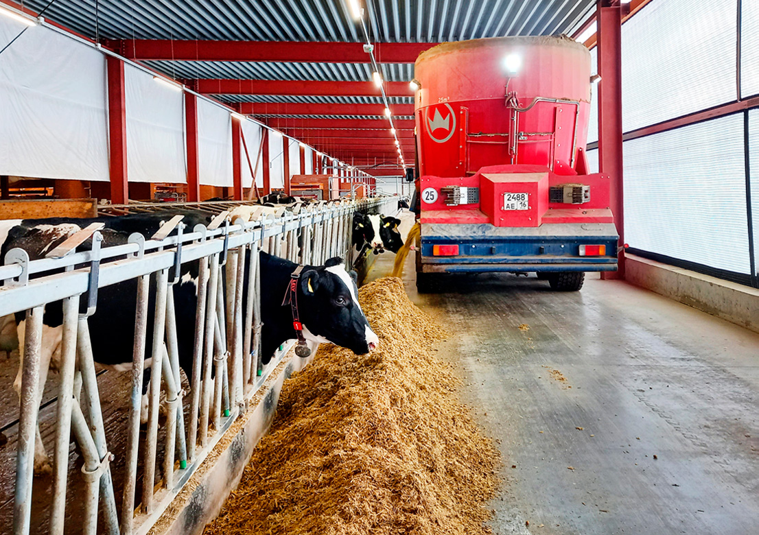 Как кормят коров 23.05