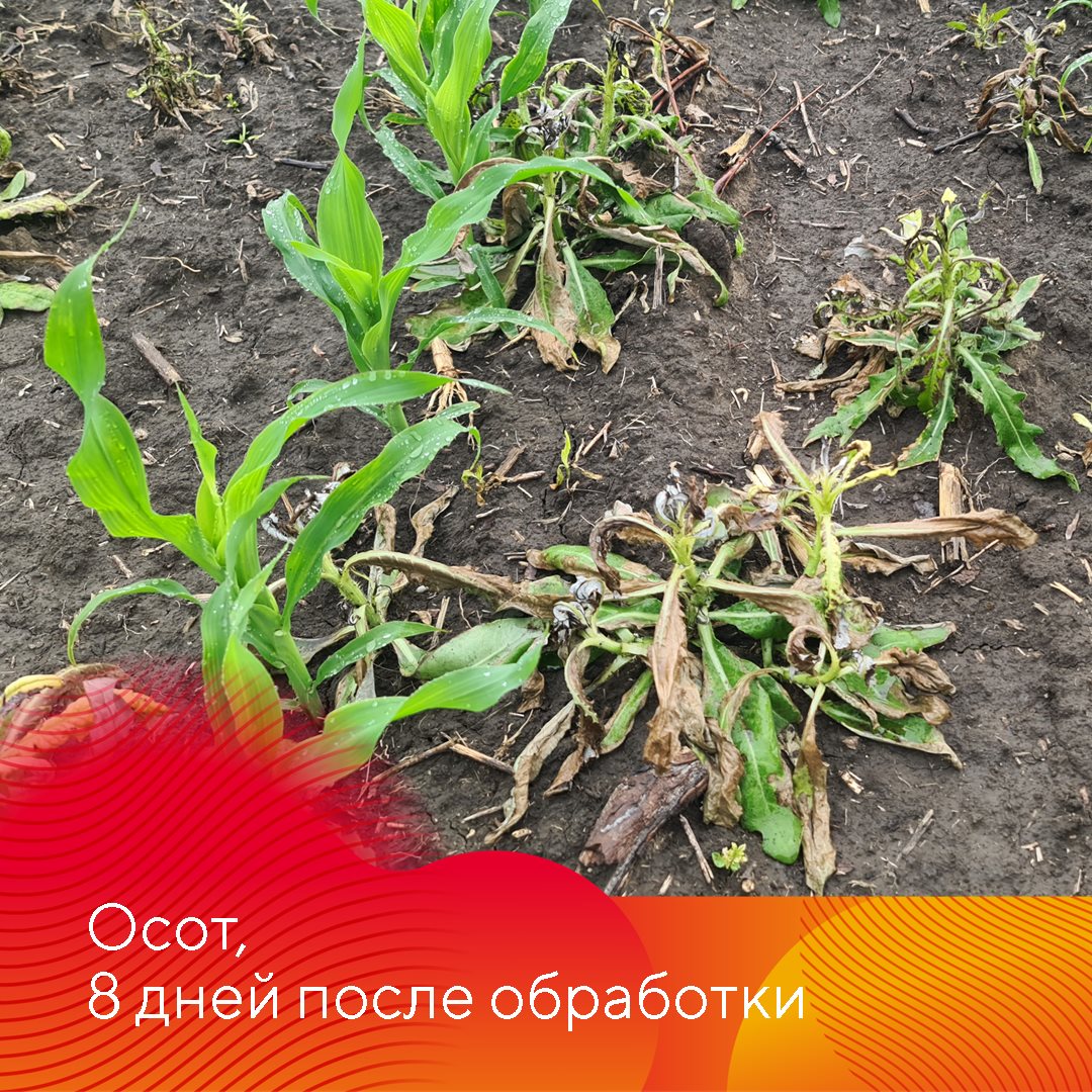 Работает Фултайм июнь 2023