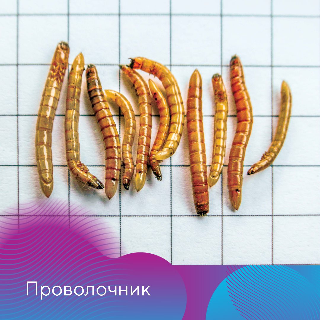 Пост 05.02.2025
