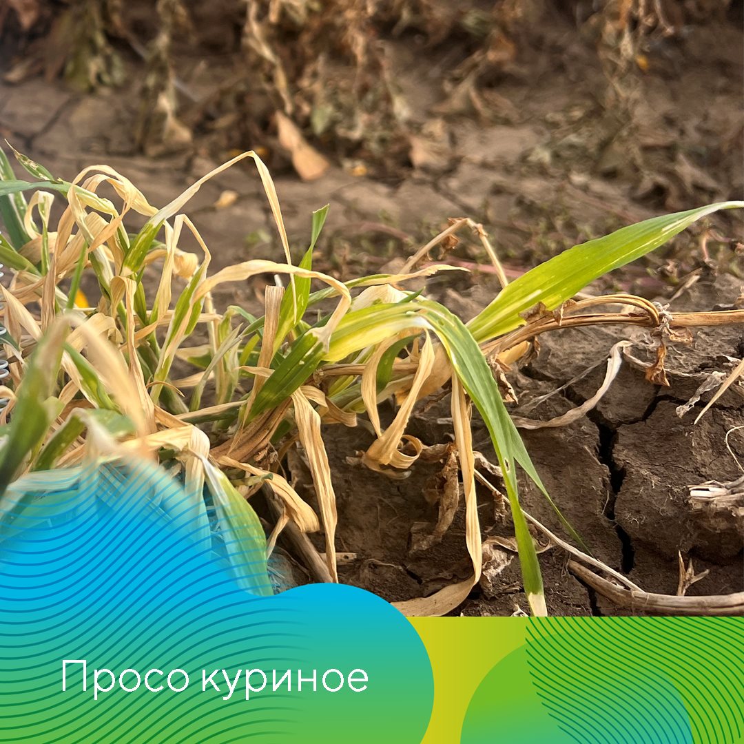 Пост 21.11.2024
