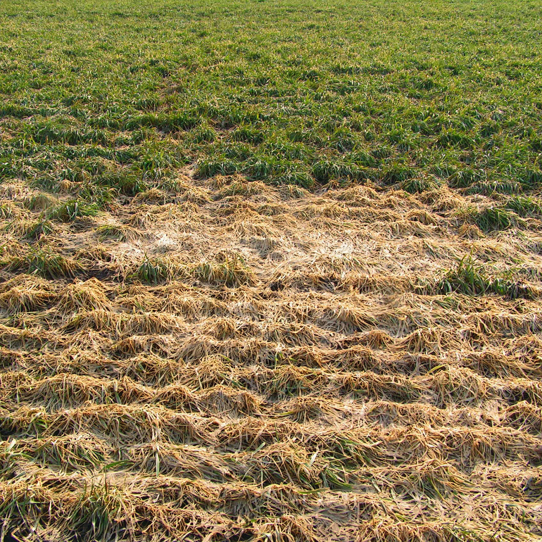 Ранневесенняя обработка фунгицидами