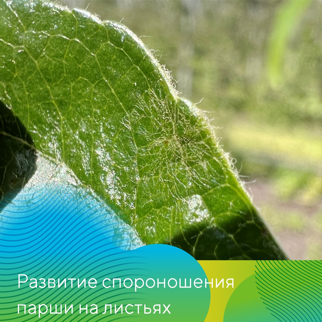 Пост 06.03.2025