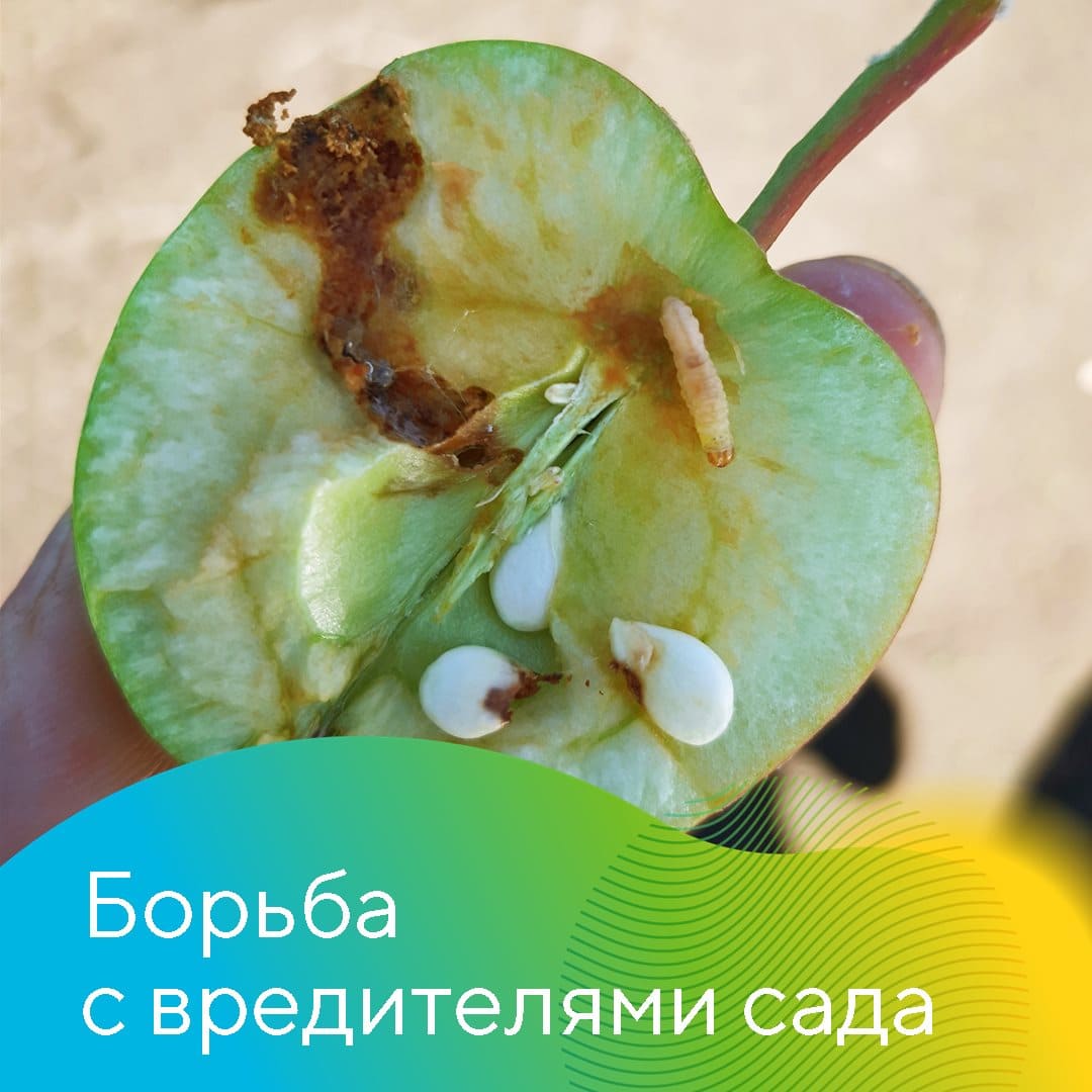 О мерах борьбы с вредителями плодовых культур июнь 2023