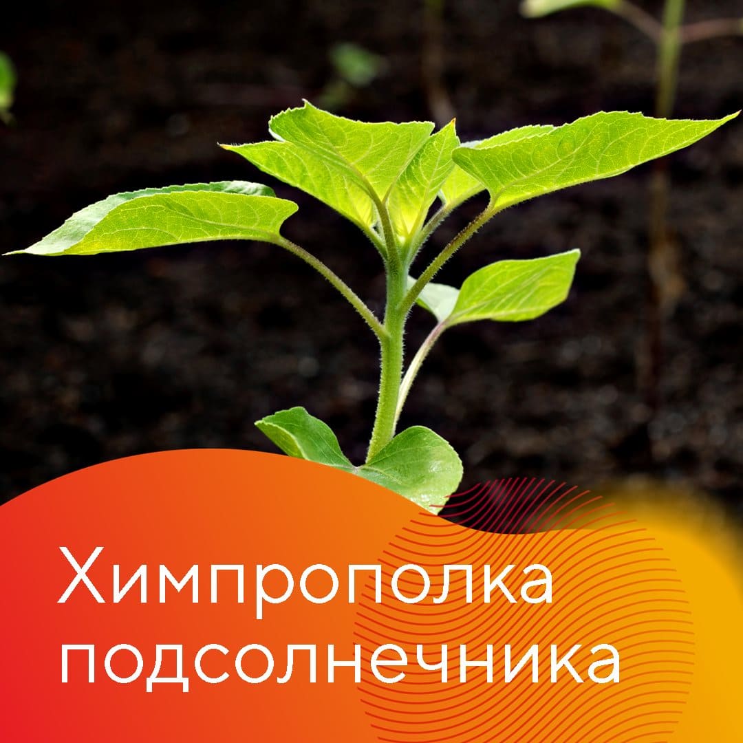 Для защиты гибридов подсолнечника новый гербицид Одиссей®