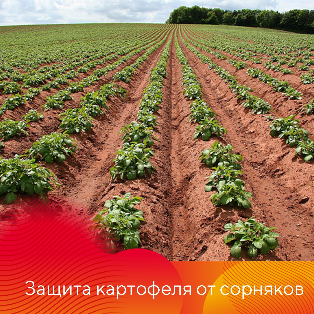 Пост 21.04.2026