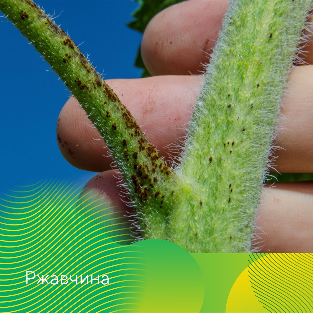 Контроль болезней подсолнечника