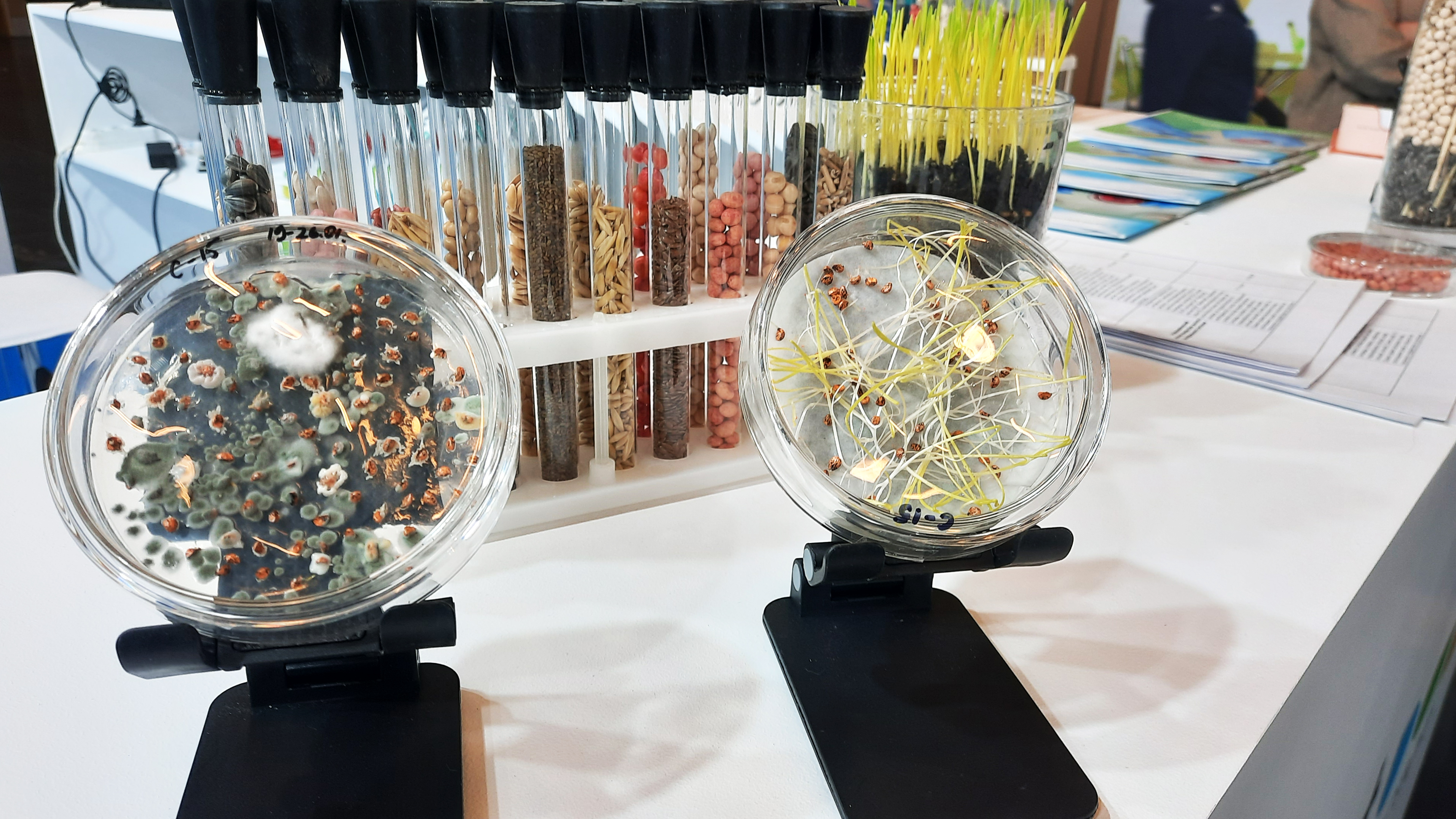 «АгроКавказ» 31.01