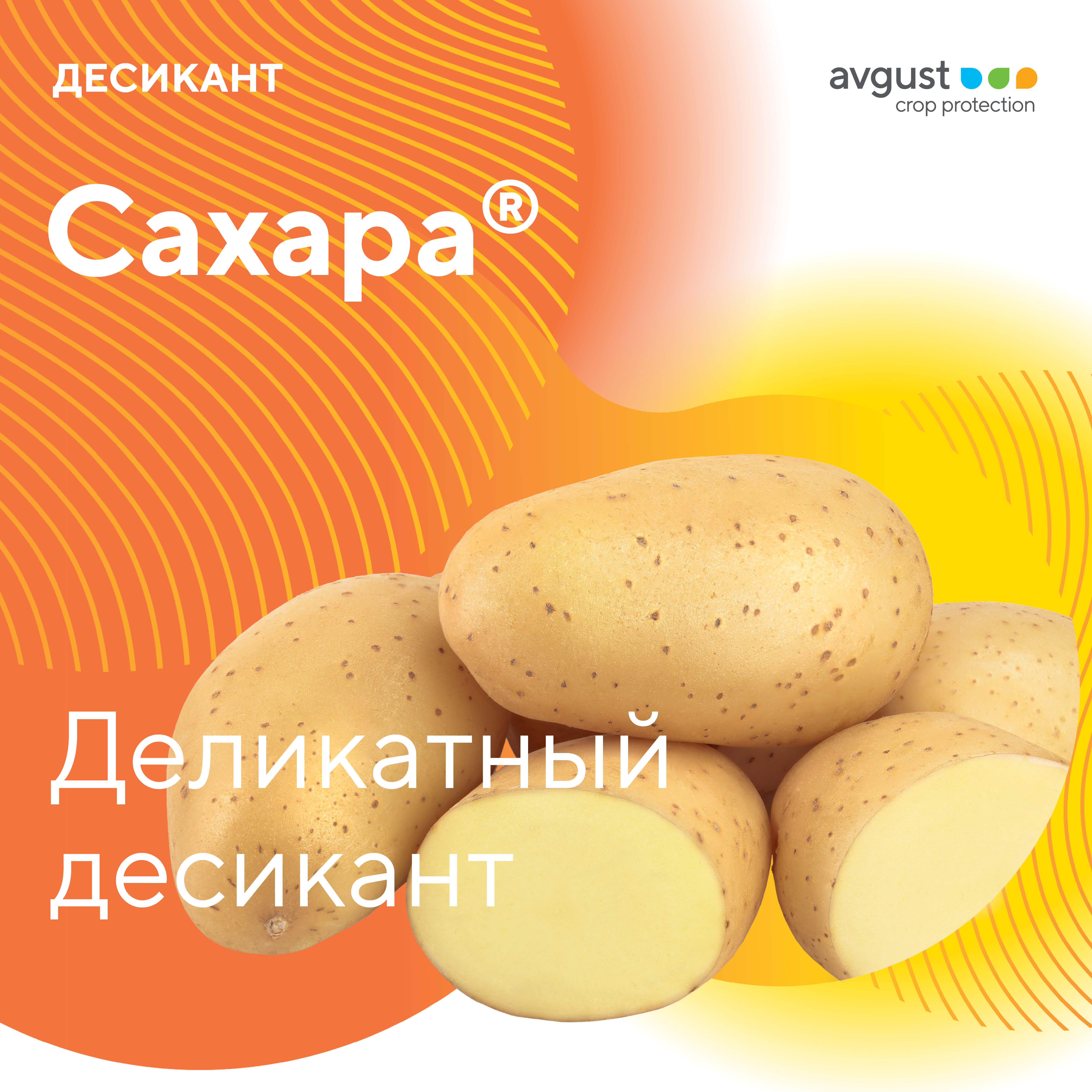 Сахара 17.07