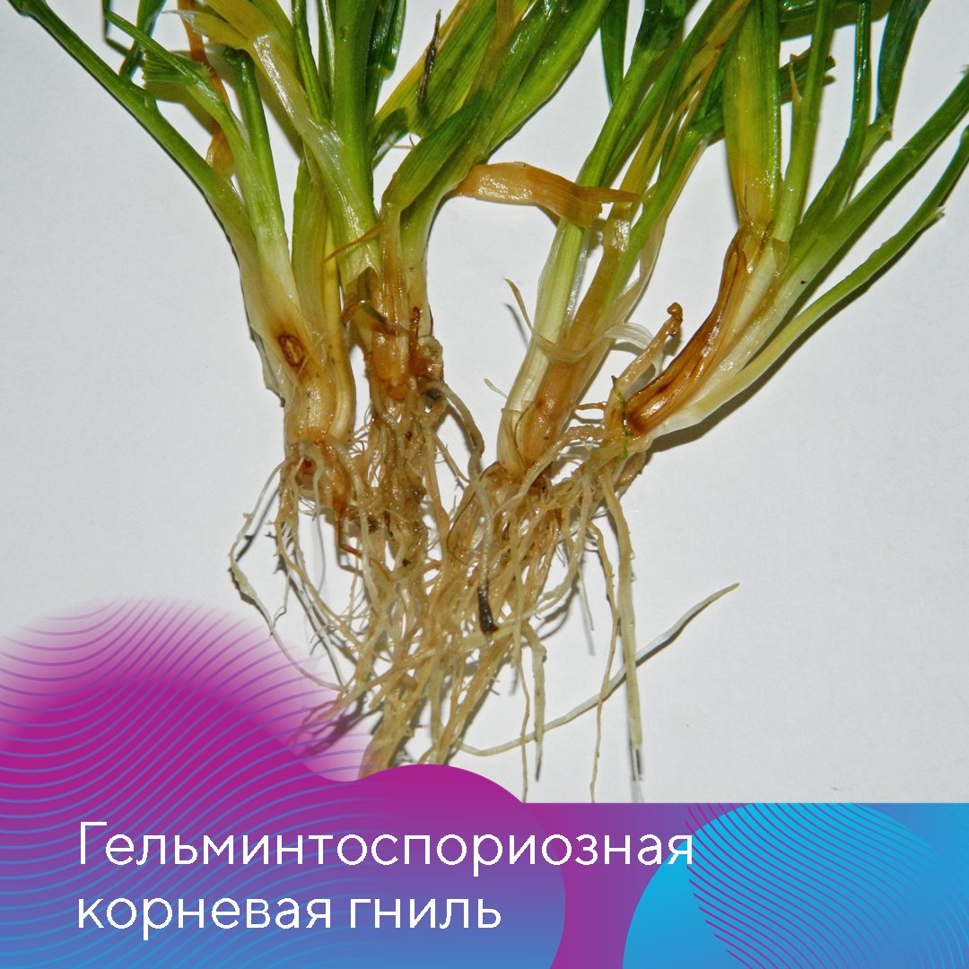 Пост 05.02.2025