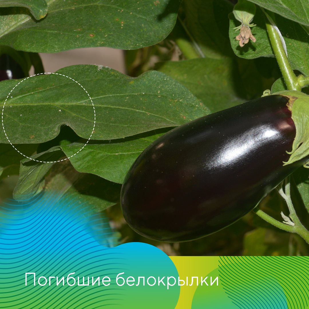 МатринБио® 15.05