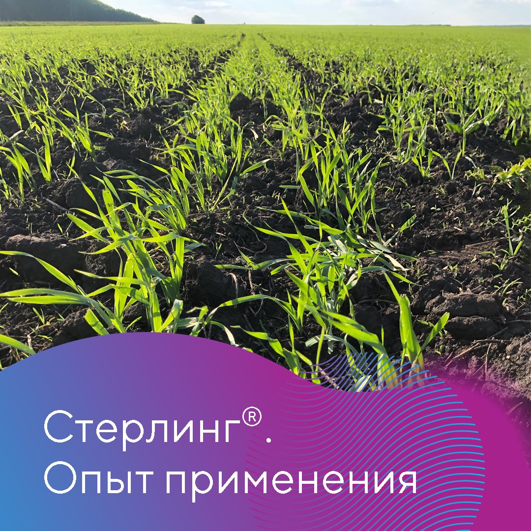 Стерлинг 21.02