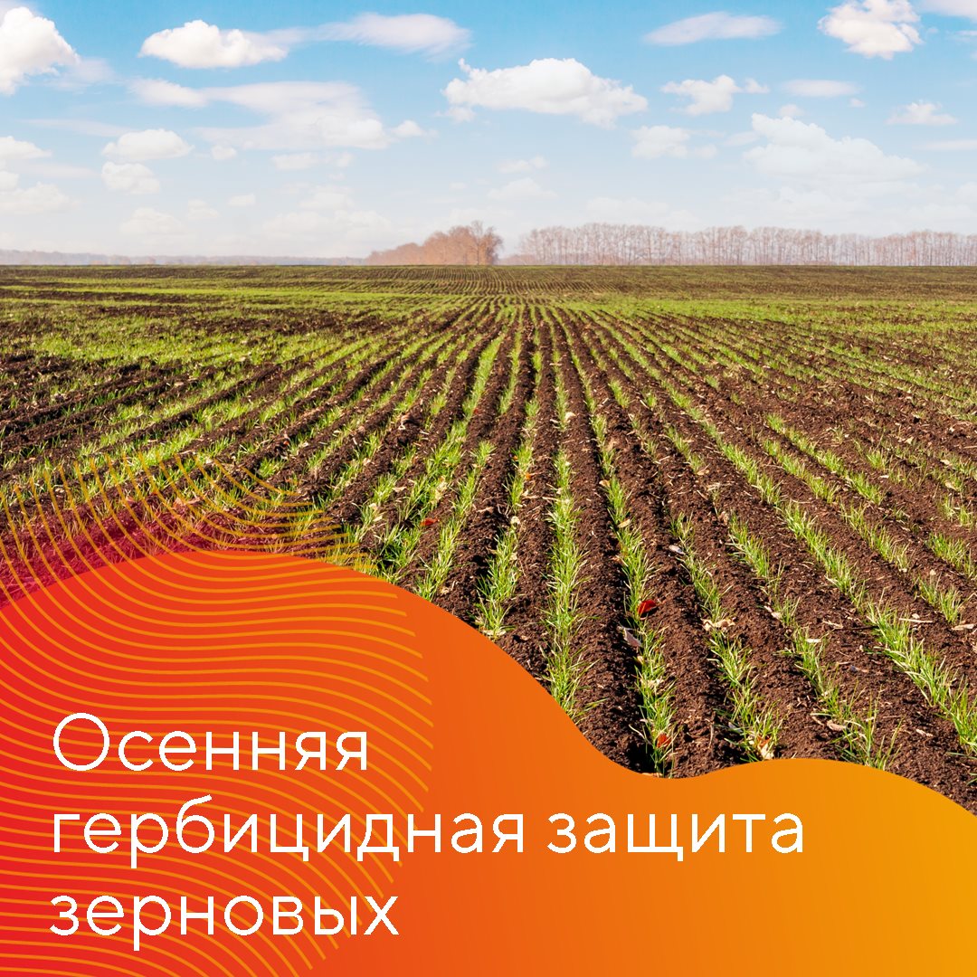 Осенняя обработка озимых зерновых сентябрь 2023