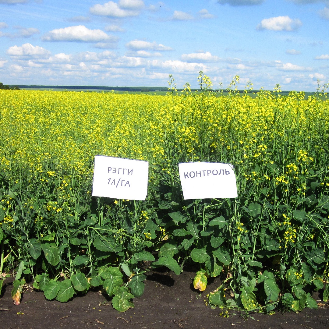 Для чего нужны регуляторы роста на рапсе весной