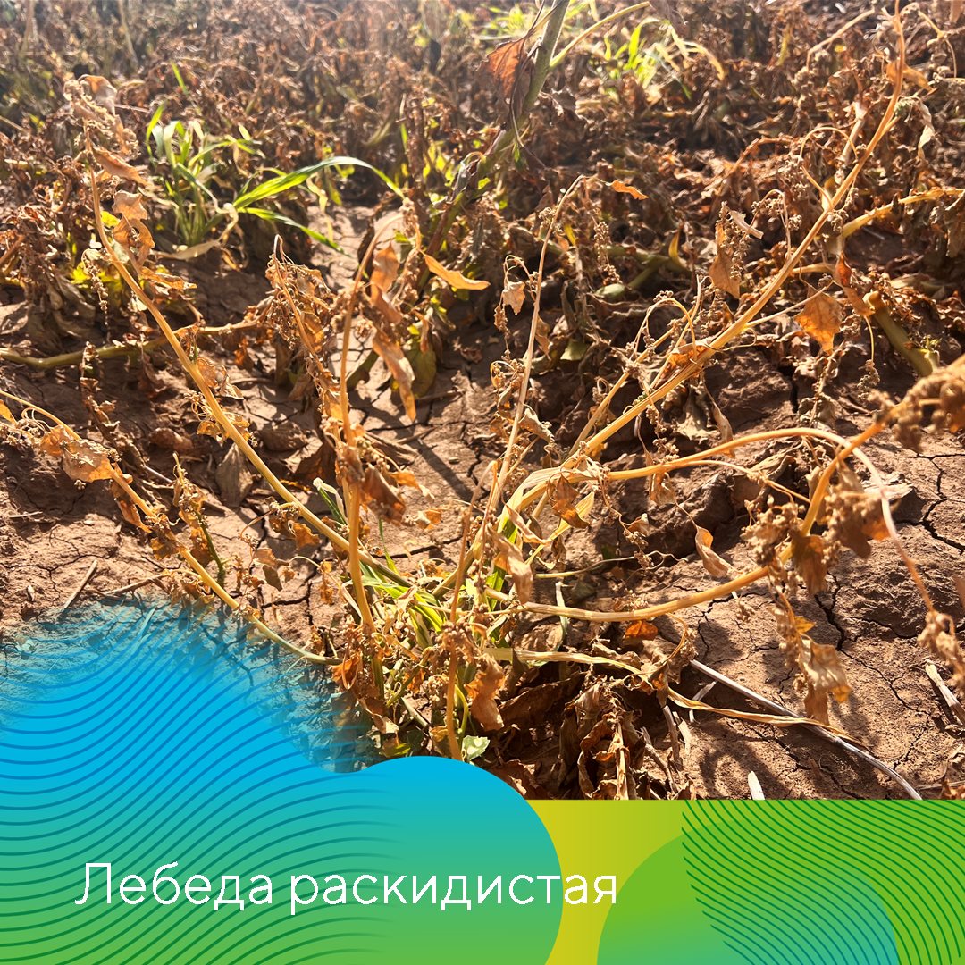 Пост 21.11.2024