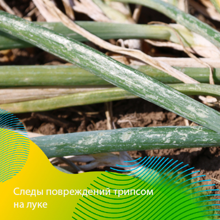 Пост 24.07.2026