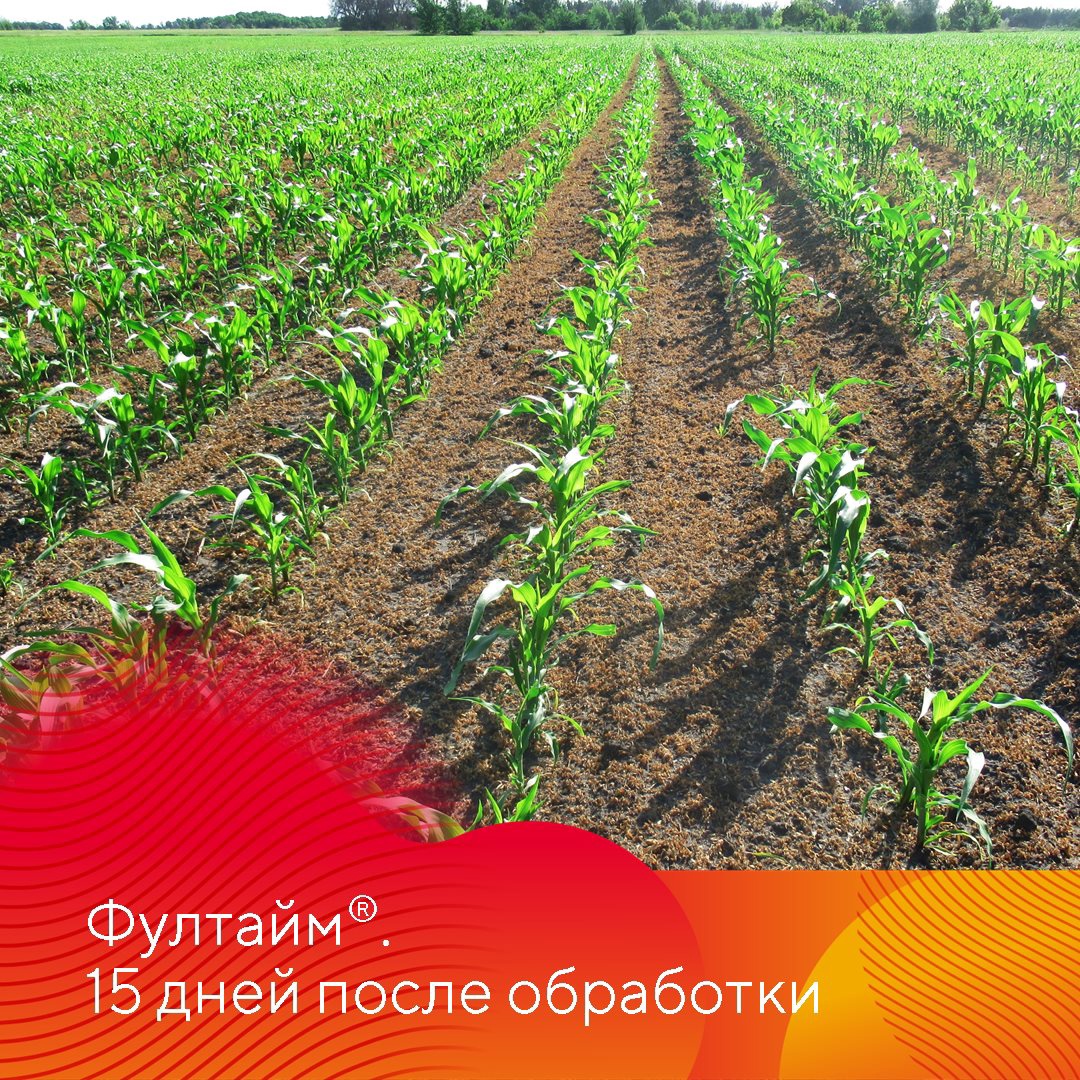 Испытание гербицидов на кукурузе