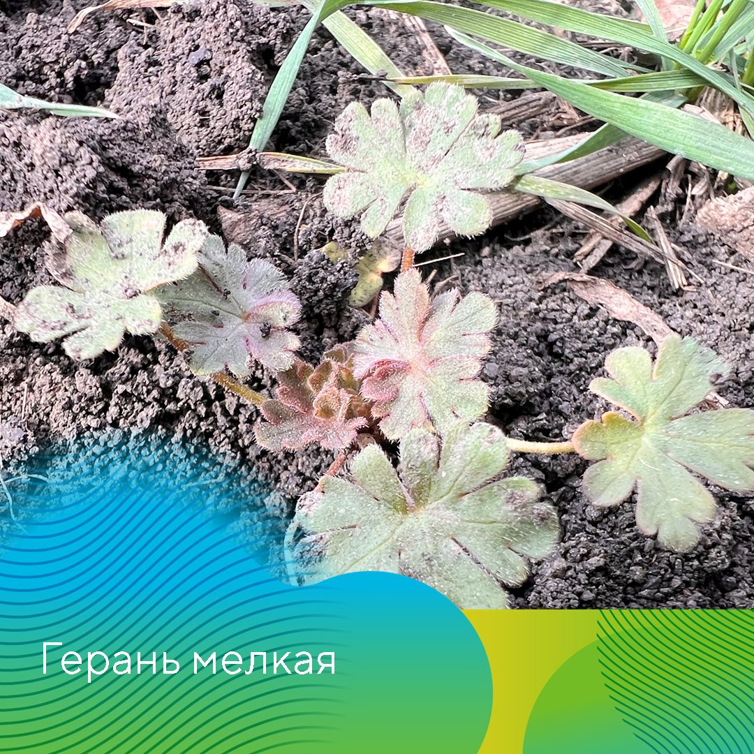 Пост 20.03.2025