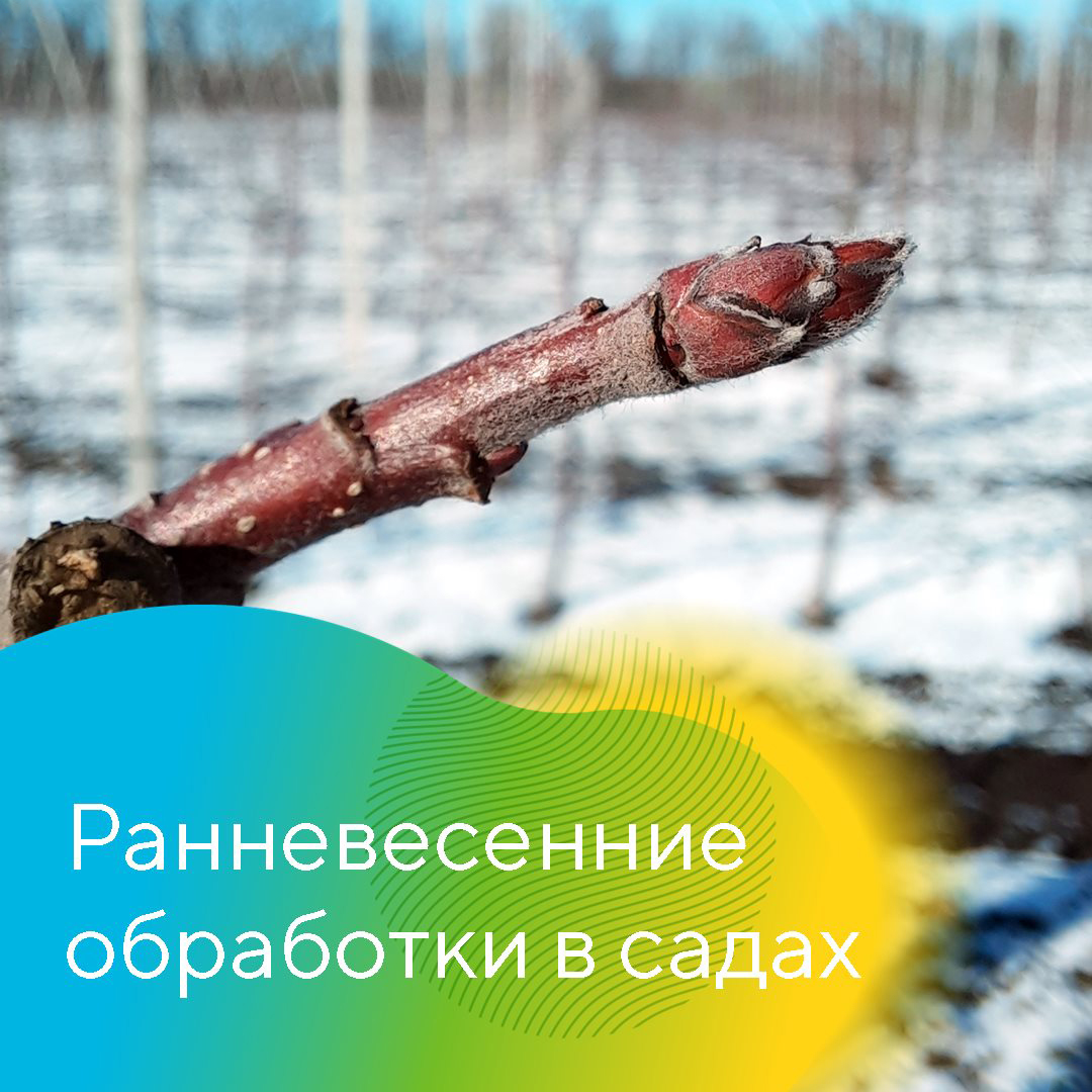 Рекомендации по защите садов в СКФО