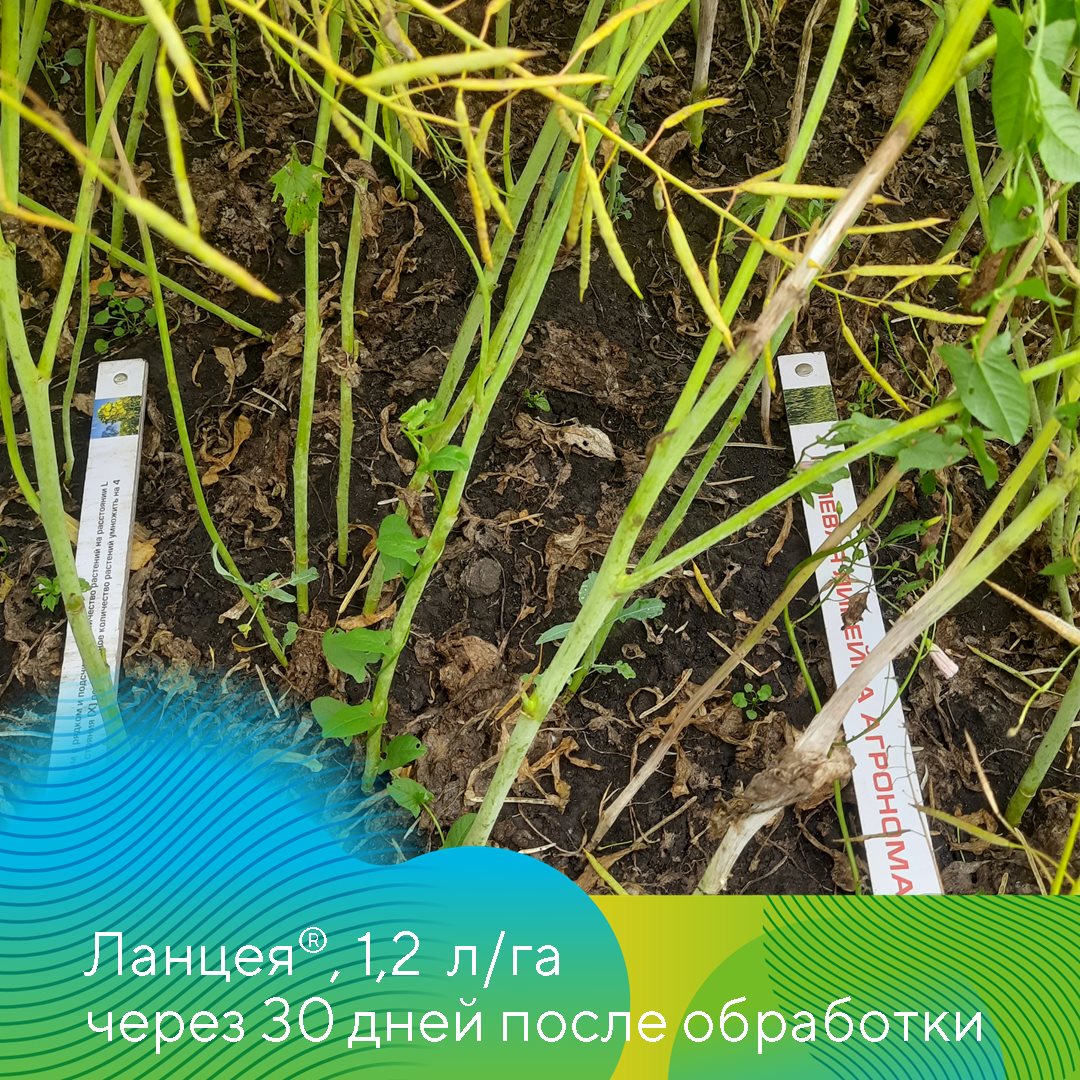Пост 19.06.2025