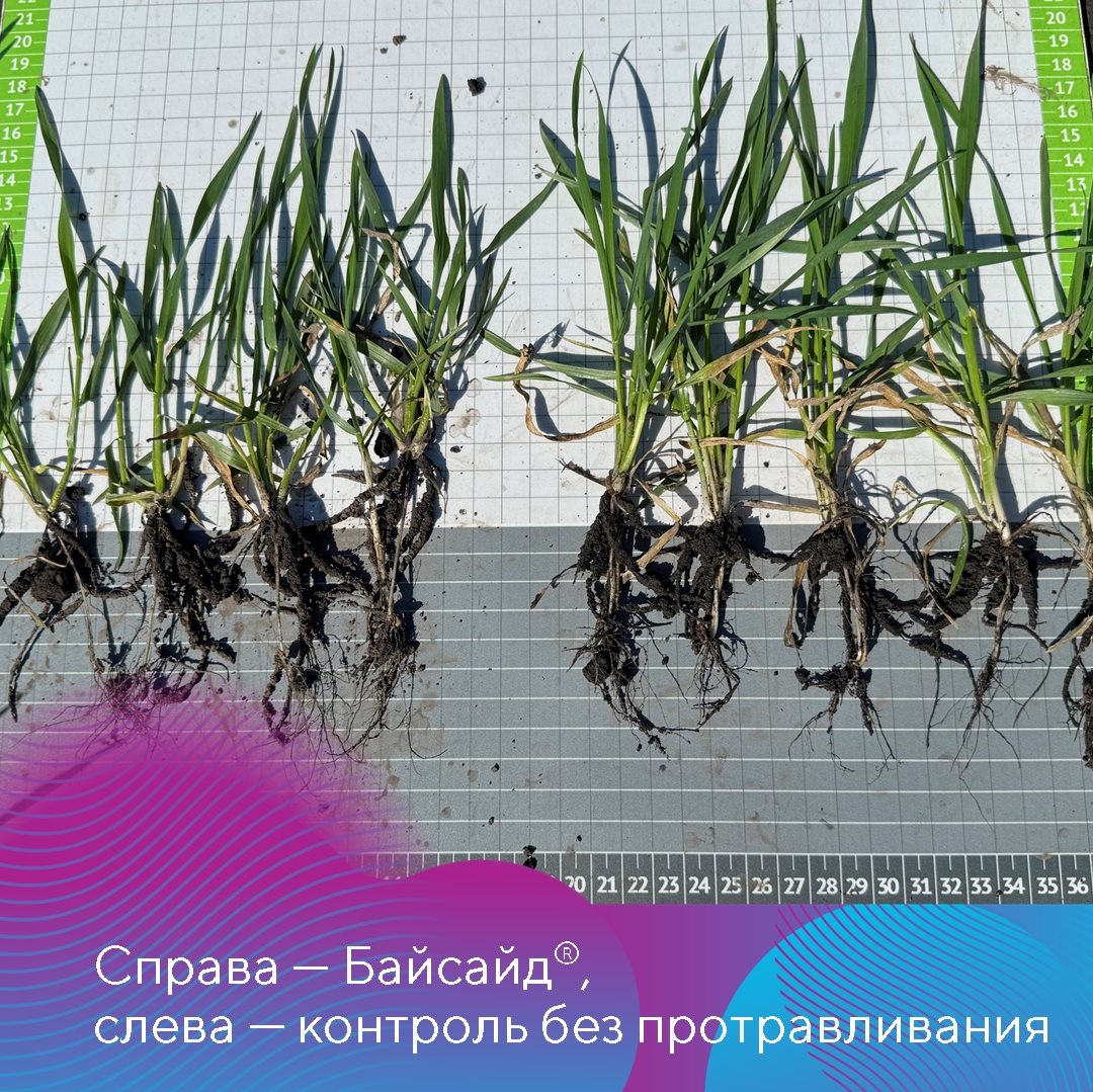 Пост 20.08.2025