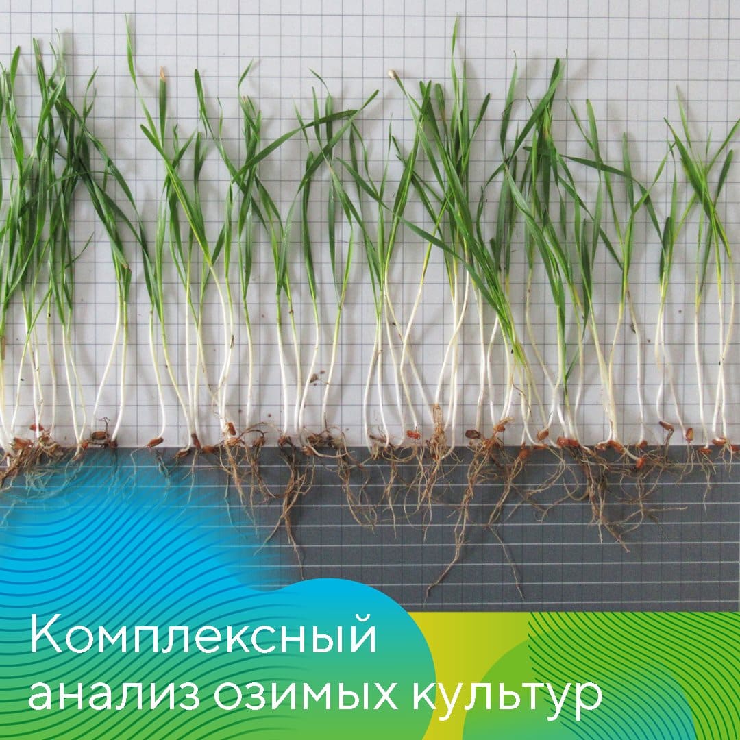 «АгроЛаборатория-Ливны» компании «Август» Татьяна Леденёва 2022